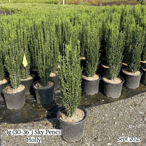 September 2025 3g Sky Pencil Holly Group Website